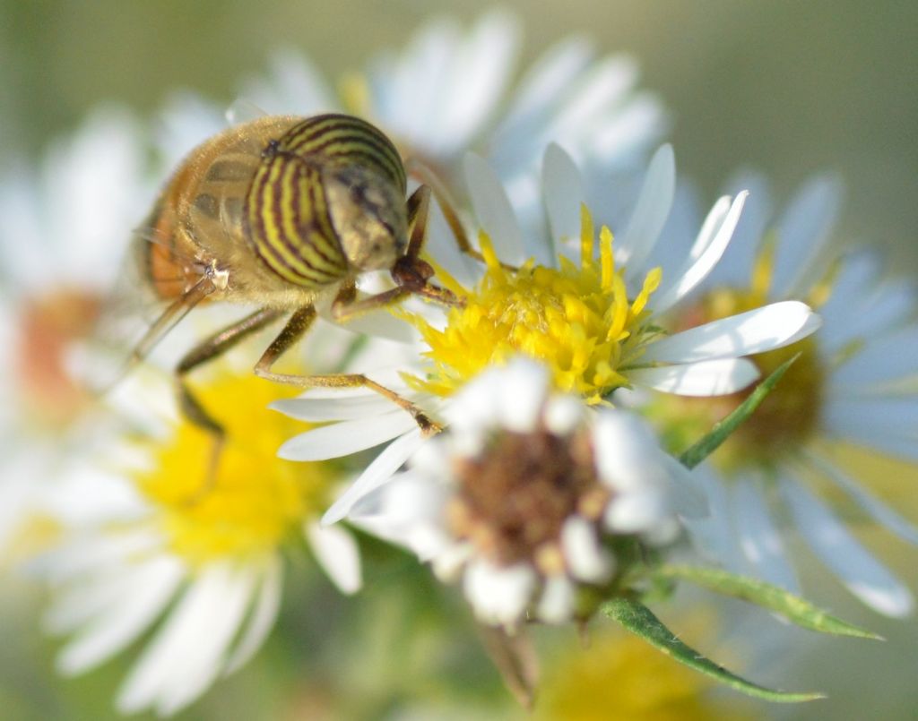 Eristalinus taeniops